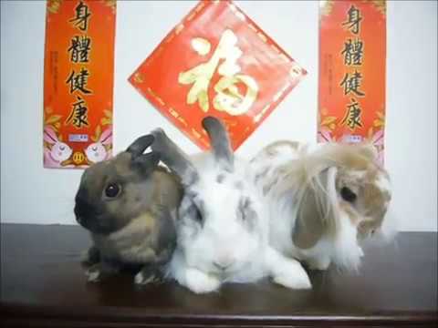 🐰🐰🐰兔兔同你拜年