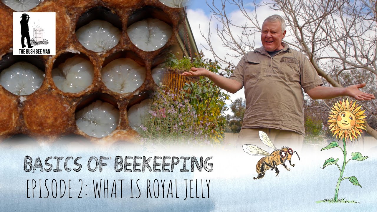 Beekeeping Questions What is Royal Jelly, How Do Bees Eat, & Bee