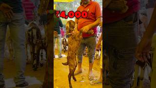 Top Quality Ajmeri Bakra Hardoi Bakra Mandi