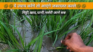 धान में ज्यादा कल्ले चाहिए तो ये काम करें।Paddy crop more tillering try this method.