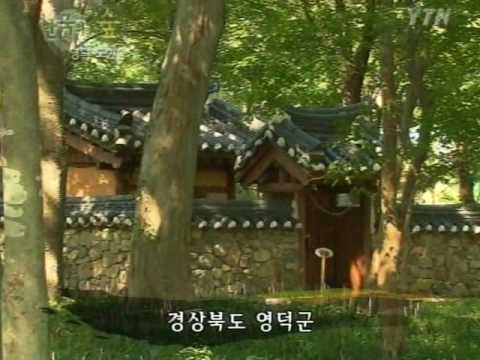 영덕 도천숲 / YTN (Yes! Top News)