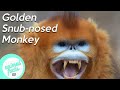 Golden Snub-Nosed Monkey • All You Need To Know
