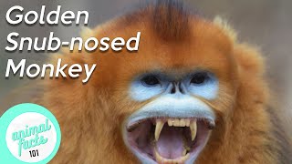 Golden SnubNosed Monkey • All You Need To Know