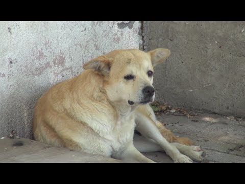 როგორ უნდა მოგვარდეს მაწანწალა ძაღლების პრობლემა?