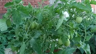 طريقة زراعة الطماطم من البذور والأنبات والنموذج حتى الحصاد