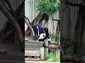 Funny panda 🐼 moments that makes you 😂 laugh.