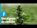 Une plantation de cannabis dcouverte derrire une cabine de douche