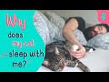 Why Does My Cat Sleep With Me? | Furry Feline Facts