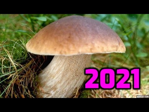 Video: Kdy rostou houby a jak je sbírat