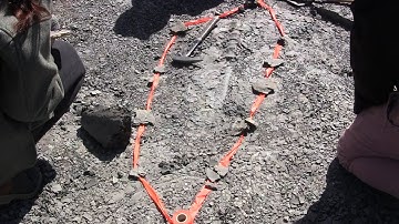 Giant lizard fossil found in southern Alberta