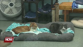 Ohio SPCA & Humane Society taking in more abused and neglected animals than usual