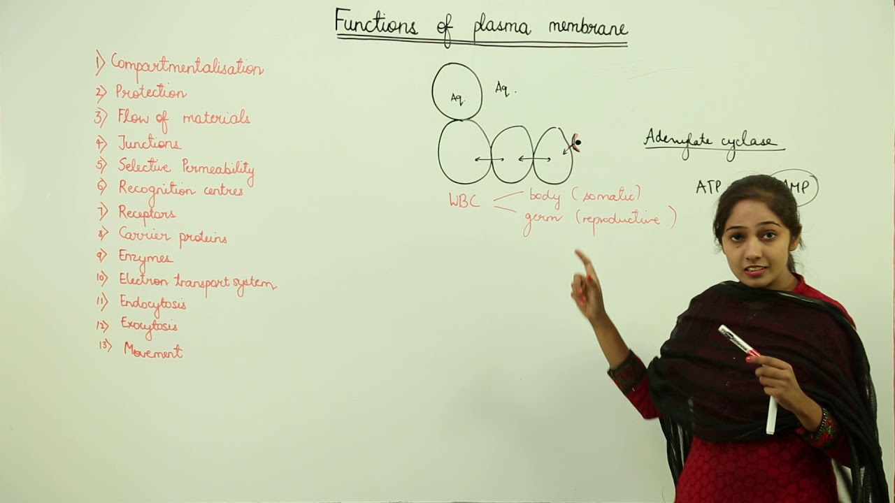 CBSE CLASS 11 BIO | UNIT 3 | CELL | Cell Membrane | 5 Functions of