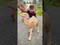BIG CAMEL UNBOXING || TIPPU TOYS