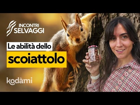 Video: Cosa mangiano gli scoiattoli nelle nostre foreste?