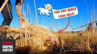 EWE IN TROUBLE! | Sheep Giving Birth | We had to pull a lamb... | Sheep Farming In Australia