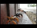 Invasion of crabs