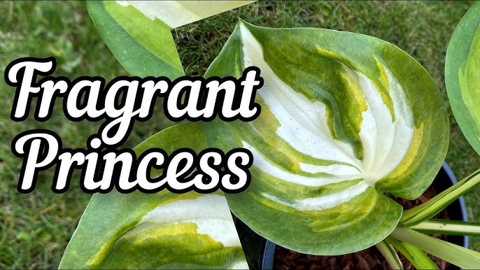 Хоста Фрагрант Дрим - волшебный сорт - описание, характеристики, посадка и уход, отзывы на сайте Хоста Фрагрант Дрим: описание сорта, характеристики, посадка и уход, отзывы | Название сайта