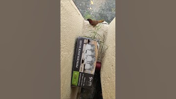 Nesting of Scaly breasted Munia #nature #birds #nestingbird