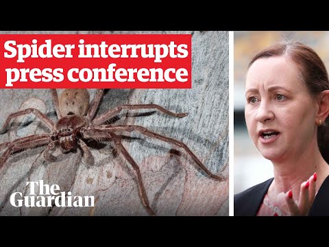 Huntsman spider crawls on health minister during Covid press conference in Queensland, Australia