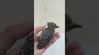 Pelatuk Batu Cocok Buat Masteran #masteranmuraibatufullisian #kicaumania #burung