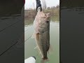 blackbass en la niebla a NEKO-RIG