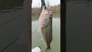 blackbass en la niebla a NEKO-RIG