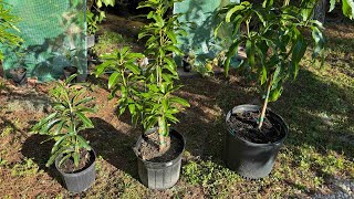 When should you let your potted mango trees hold fruit?