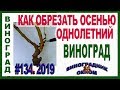 🍇  Обрезка однолетнего винограда. Часть 1. С чего начать? Основы обрезки и формировки.