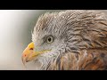 Winter in wales land of the wild 4k documentary  our world