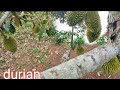 Vietnamese durian | Đỗ Doãn Entertainment