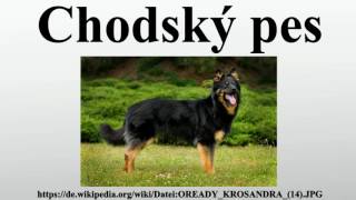 Chodský pes