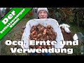 Oca ernte und verwendung in der kche