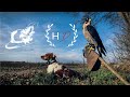 Falconry in Croatia - Hunt with Peregrine Falcon  |  Beizjagd in Kroatien - Jagd mit Wanderfalken