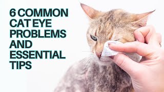 Cat Eye Care: 6 Common Cat Eye Problems & Essential Tips by Cats Globe 817 views 1 month ago 2 minutes, 51 seconds