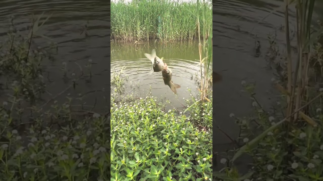 Fishing Fish Video 2024 (Ep.14)