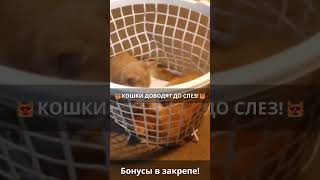 😹Смешные кошки: приколы и нарезки! Смех до слез😹 Эпизод 550