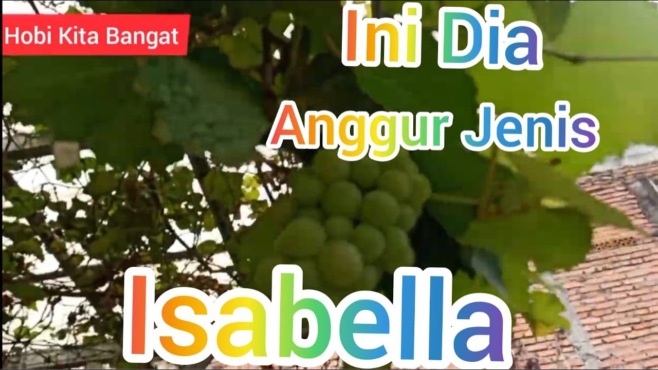 Pohon Anggur Isabella