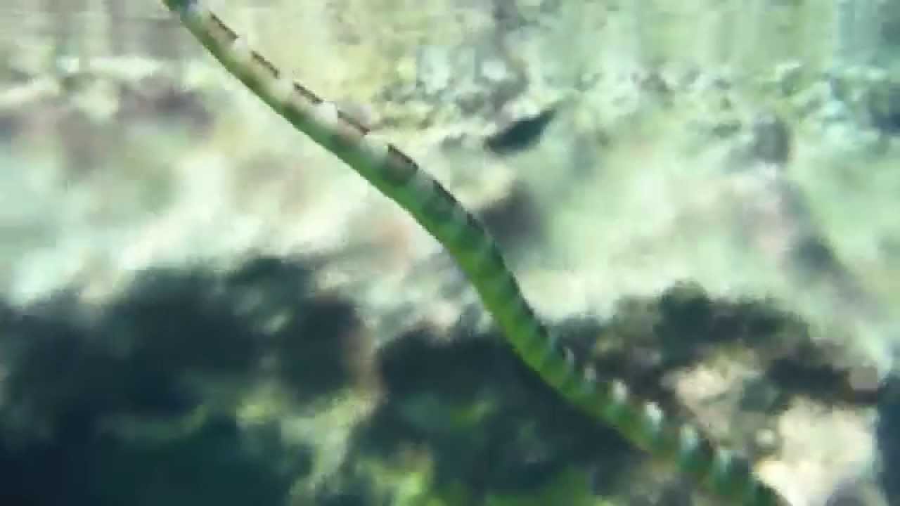 Sea Snake in Limu Pools, Niue