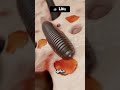 وجوهنا مليئة بالبراز المجهر