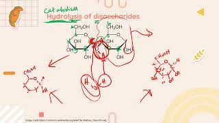 IB Biology B1.1 Carbohydrates