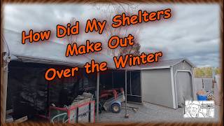 How Did My Shelters Make Out Over the Winter