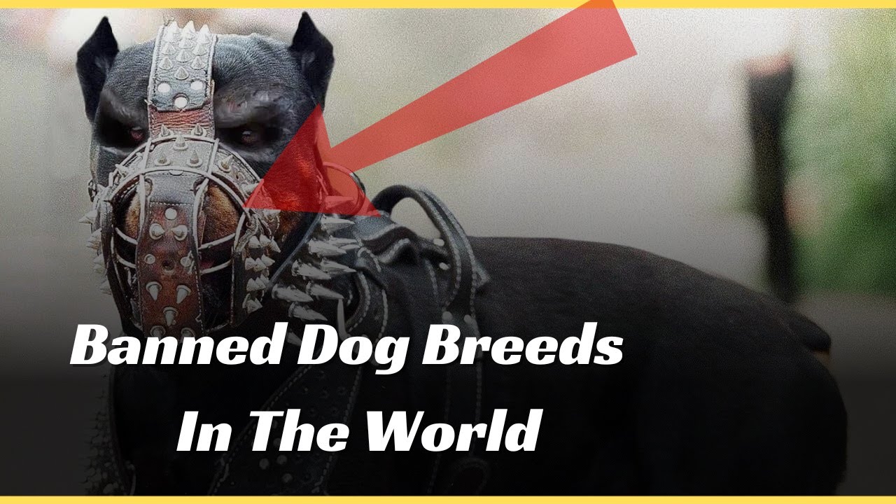 Prohibited Dogs 5 Banned Dog Breeds In The World || The Dark Truth - YouTube