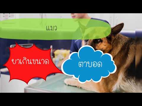 ยาฆ่าเชื้อ Enrofloxacin ในสุนัขและแมว by Thai Pet Academy