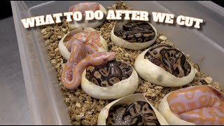 Tips On What To Do After You Cut Your Ball Python Eggs!