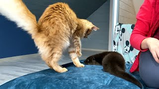 CUTE OTTER VISITING CATS