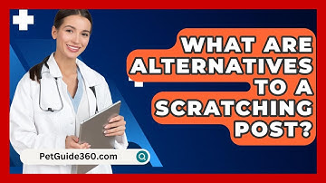 What Are Alternatives To A Scratching Post? - PetGuide360.com