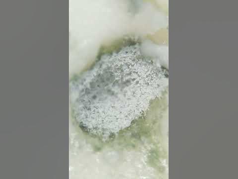 СЫР С ПЛЕСЕНЬЮ ПОД МИКРОСКОПОМ - YouTube