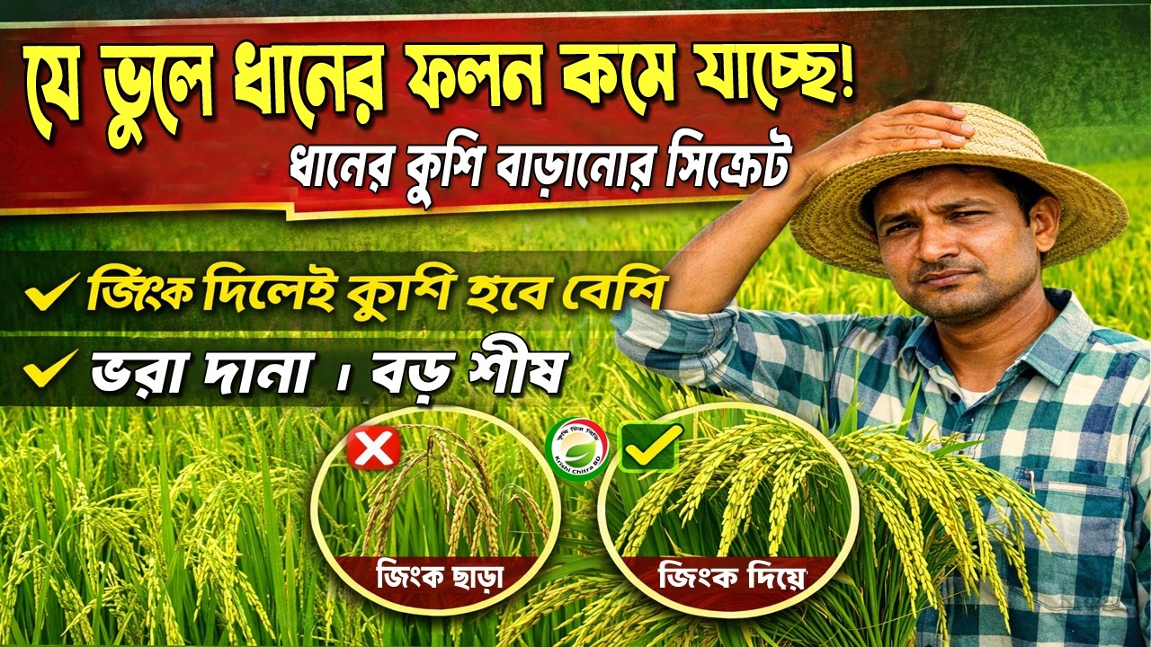 ধানের ফলন কমে যাচ্ছে? জিংক ব্যবহার না করলে বড় ক্ষতি!