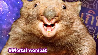 วิชาเกินสัตว์โลก [Ultimate] ep.3 Mortal wombat! #วิชาเกินสัตว์โลก #วอมแบท