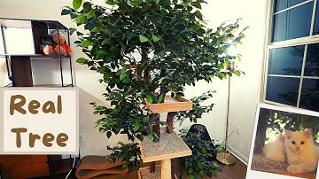 Investing in a Real Cat Tree for My Kittens | The Cat Butler